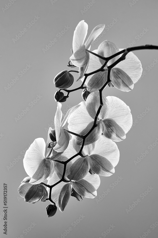 Minimalist orchid twig with flowers in black and white