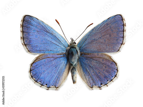 The Adonis blue (Lysandra bellargus, also known as Polyommatus bellargus) isolated on white background. Its a butterfly in the family Lycaenidae photo