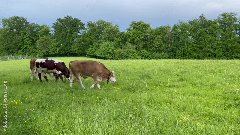 Three cows grazing on field against forest Three cows grazing on field against forest
