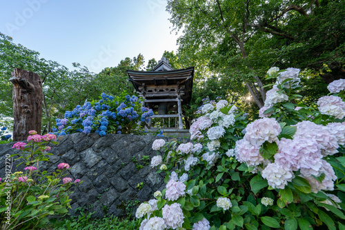 日本　北海道　紫陽花　花畑　有珠善光寺　花