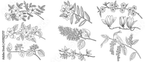 vector drawing flowering branches of different trees with flowers and leaves, hand drawn illustration
