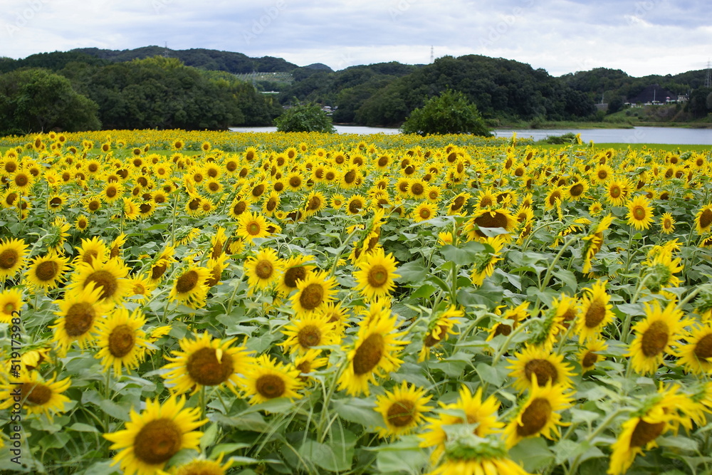 Obraz premium ひまわり畑