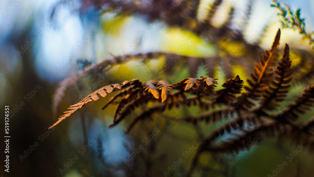 Fougères sauvages photographiées entre les rangées de pins, dans la forêt des Landes de Gascogne