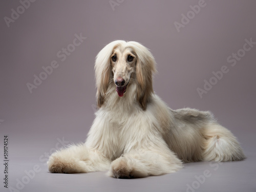 funny dog on a grey background. Fawn Afghan Hound in studio photo