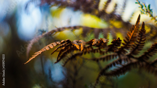 Fougères sauvages photographiées entre les rangées de pins, dans la forêt des Landes de Gascogne