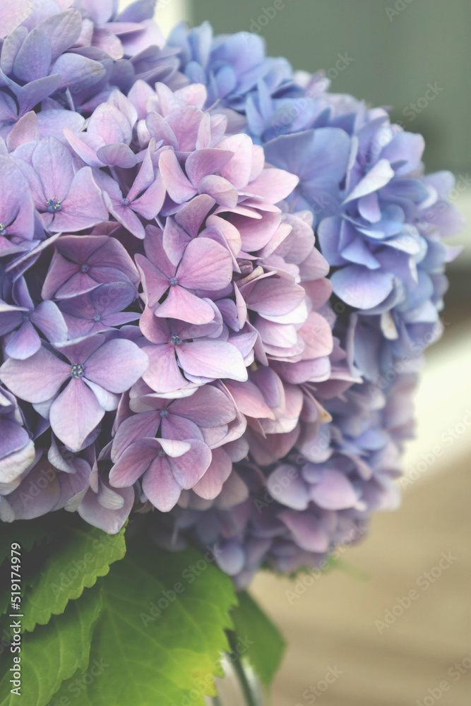 beautiful flowers in a vase.Hydrangea variety.White table and walls beautiful flowers in a vase.Hydrangea variety.White table and walls