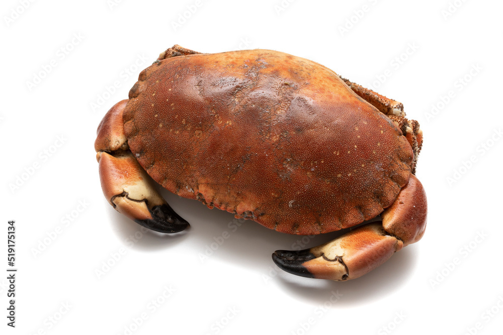 Big crab (Cancer pagurus), isolated on white background. Spanish food