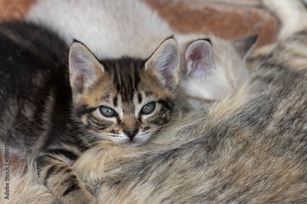 Kitten looking over sleeping mother cat. Mother and son union concept. Kitten looking over sleeping mother cat. Mother and son union concept.
