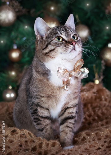 Cat sitting on the background of the Christmas tree. Christmas concept. Happy New Year. Cat with green eyes. Greeting card. Kitten with a bow tie posing for the camera. Kitten on a gold background. 