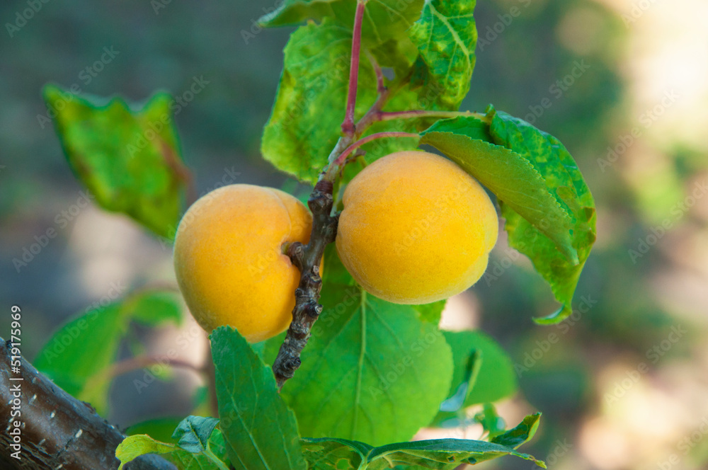 ripe apricots on the tree. juicy white plums on a branch. sweet peaches in the garden. the concept of growing apricots. ripe apricots on the tree. juicy white plums on a branch. sweet peaches in the garden. the concept of growing apricots.
