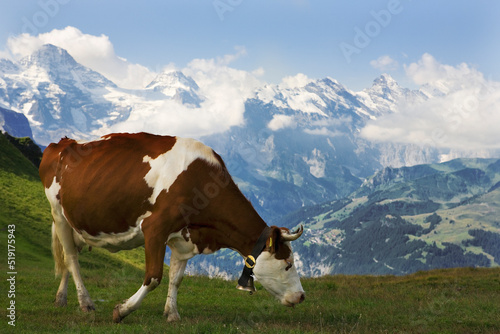 A cow on an Alpine meadow above the spectacular Lauterbrunnen valley, with the Lauterbrunnen Wall blocking the head of the valley, Bernese Oberland, Switzerland © Will Perrett