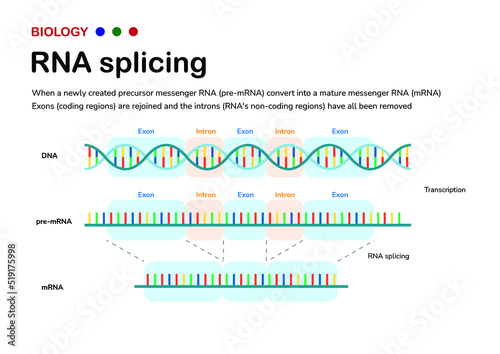 Diagram showing the biological process of RNA splicing to remove intron after transcription and produce mRNA photo