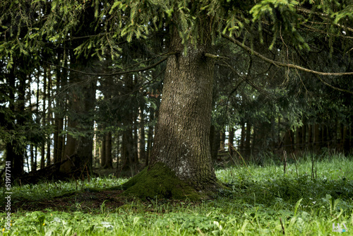 Fototapeta Naklejka Na Ścianę i Meble -  La Suisse et sa nature, ses paysages et ses lumières...