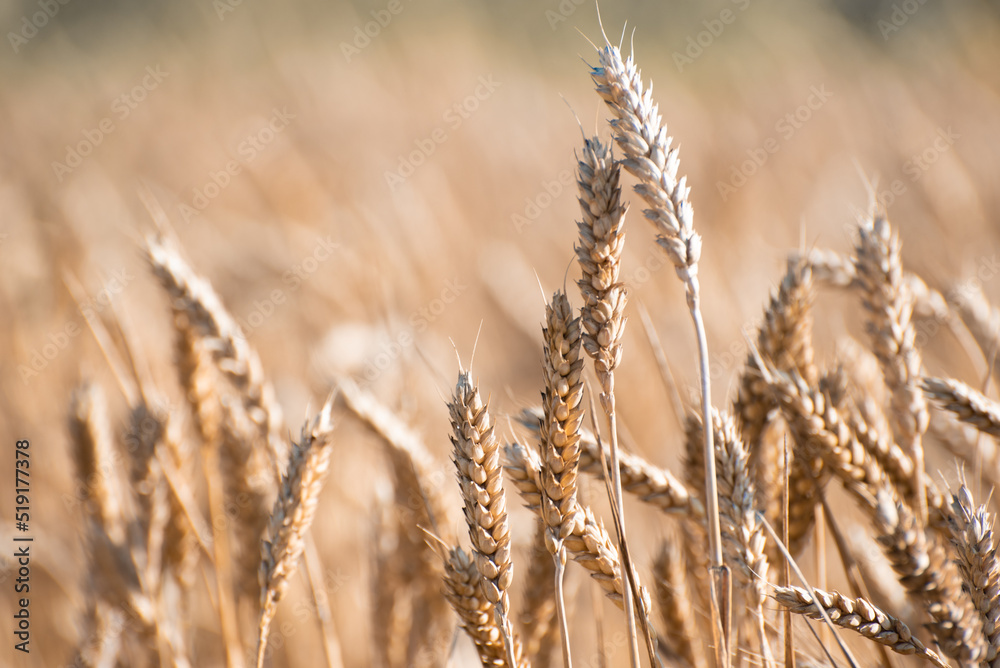 Fototapeta premium Golden ripe ears of barley field, nature photo. Wheat in Ukraine , growing grains for export and local industry 