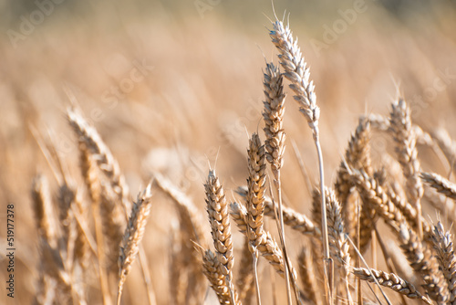 Golden ripe ears of barley field, nature photo. Wheat in Ukraine , growing grains for export and local industry 