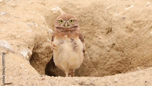 Young Burrowing Owl Shot in the Desert Near Los Angeles
