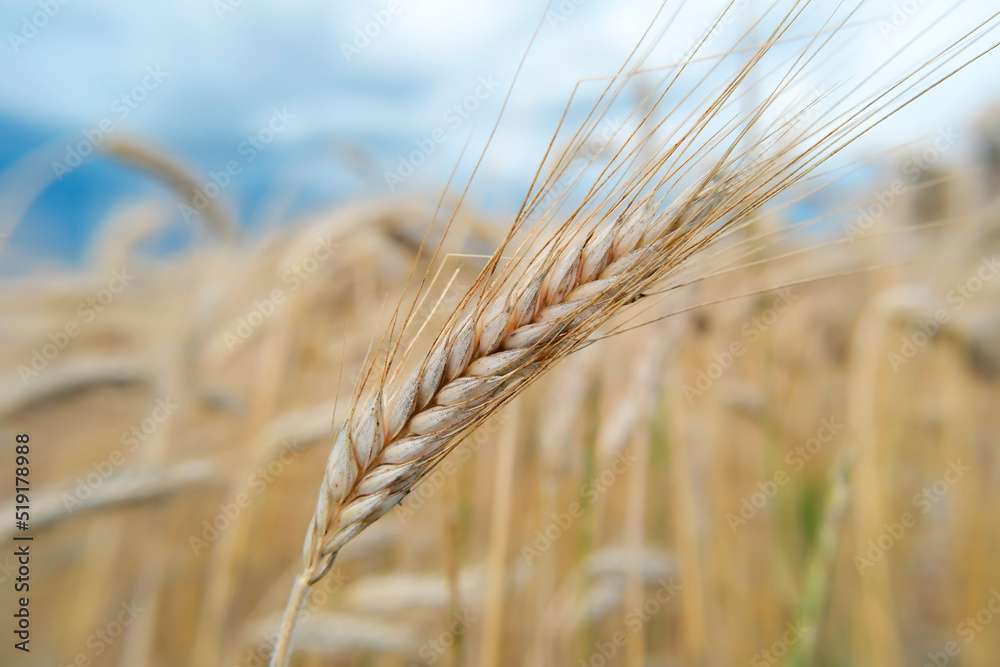 Ripe wheat ears close up against the blue sky. Agricultural field. Concept of rich harvest. Golden grain field and sunny day. Natural background. Golden yellow cereals. Selective Focus Ripe wheat ears close up against the blue sky. Agricultural field. Concept of rich harvest. Golden grain field and sunny day. Natural background. Golden yellow cereals. Selective Focus