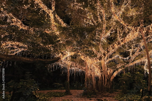 Fairy lights covered fig tree at night-City Botanic Gardens. Brisbane-Australia-105 photo