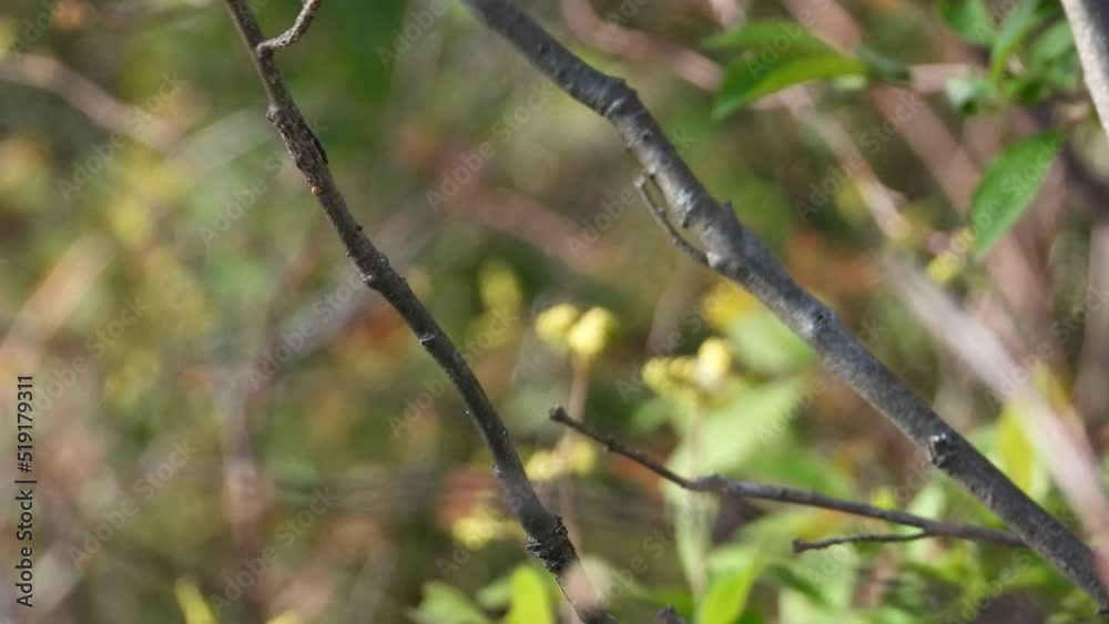 Bay breasted warbler jumping fast from tree branch. shot of a bay breasted warbler bird. birds in spring time. Bay breasted warbler jumping fast from tree branch. shot of a bay breasted warbler bird. birds in spring time.