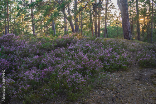 Fototapeta Naklejka Na Ścianę i Meble -  Purple heather growing in the pine forest lit by evening sun