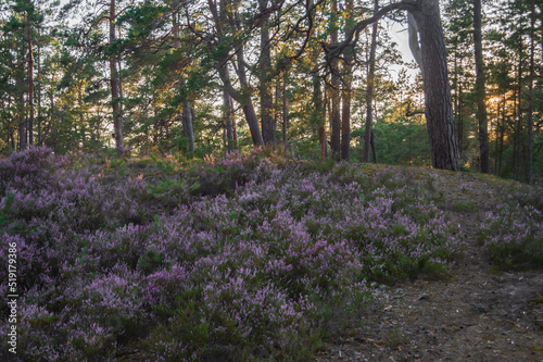 Fototapeta Naklejka Na Ścianę i Meble -  Purple heather carpet in the pine forest lit by evening sun

