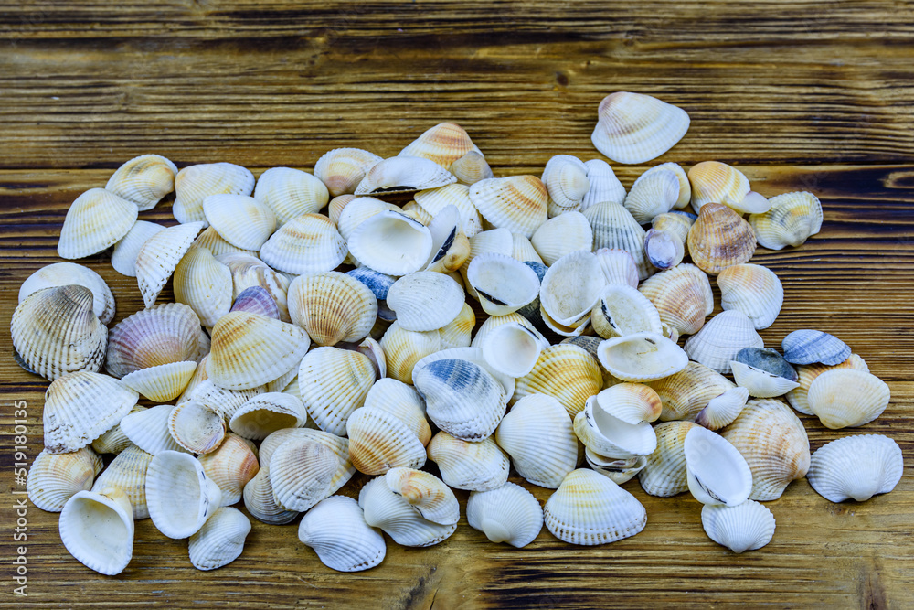 Heap of the sea shells on wooden background