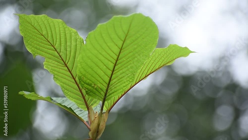 Kratom (Mitragyna speciosa) Mitragynine. Drugs and Narcotics.Kratom is Thai herbal which encourage health.