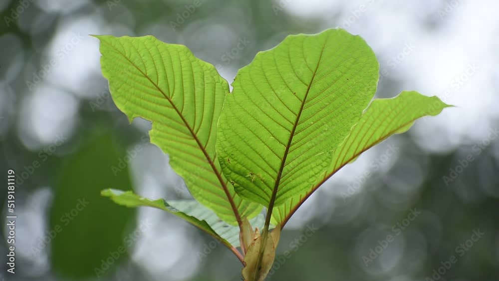 Kratom (Mitragyna speciosa) Mitragynine. Drugs and Narcotics.Kratom is Thai herbal which encourage health. Kratom (Mitragyna speciosa) Mitragynine. Drugs and Narcotics.Kratom is Thai herbal which encourage health.
