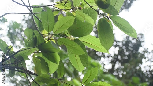 Kratom (Mitragyna speciosa) Mitragynine. Drugs and Narcotics.Kratom is Thai herbal which encourage health.