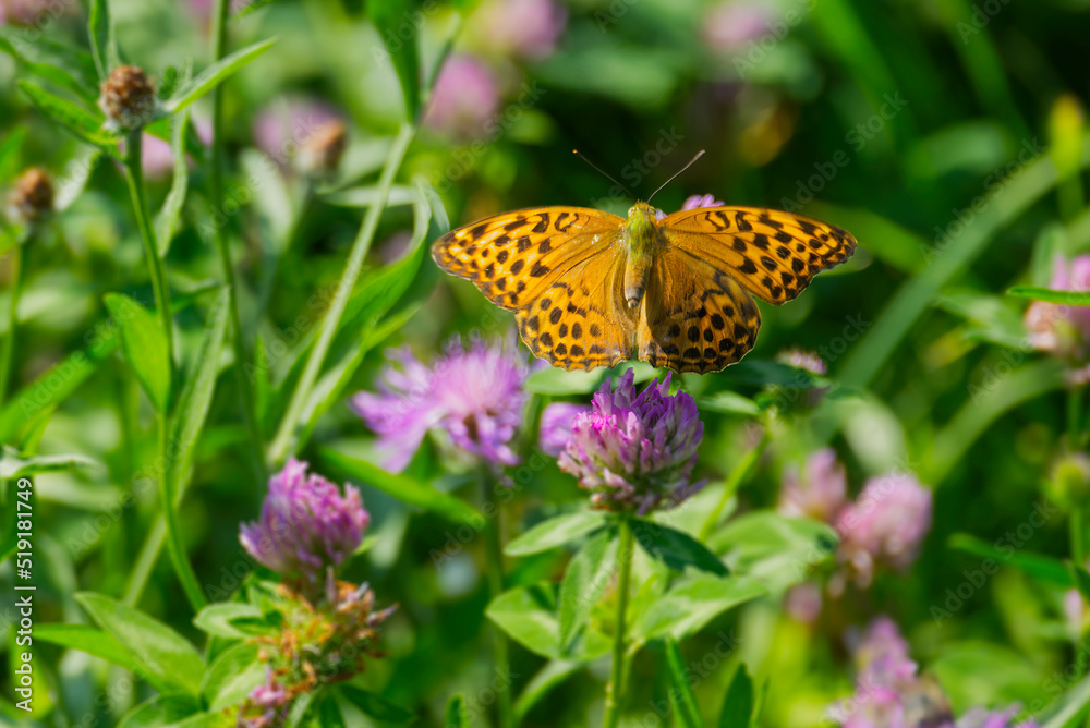 Obraz premium Silver-washed Fritillary butterfly (Argynnis paphia) sitting on pink flower in Zurich, Switzerland