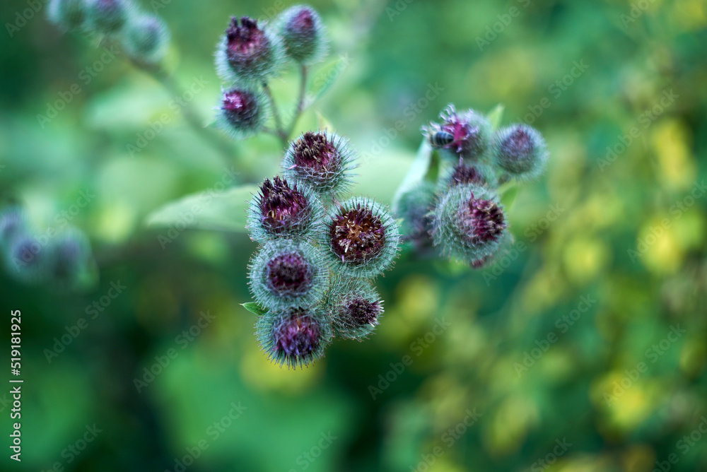 Young green thistles are blooming Young green thistles are blooming