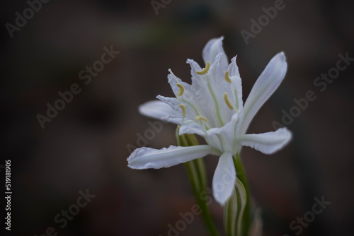White sand lily at dusk