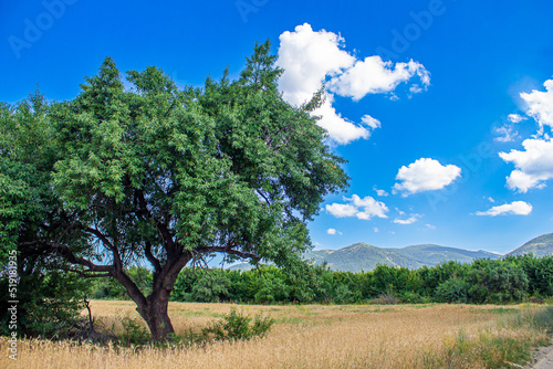 Almond tree in a agricultural field. 