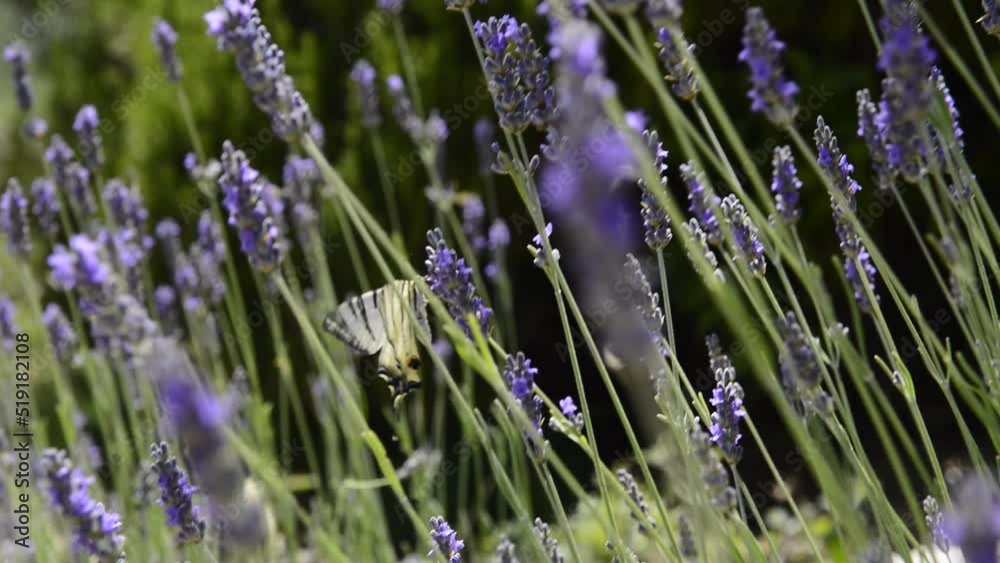 farfalla e lavanda