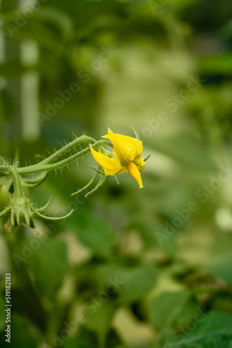 Bright yellow small tomato blooming flower growing in a light and humid greenhouse in spring or summer farmer garden in Poland
