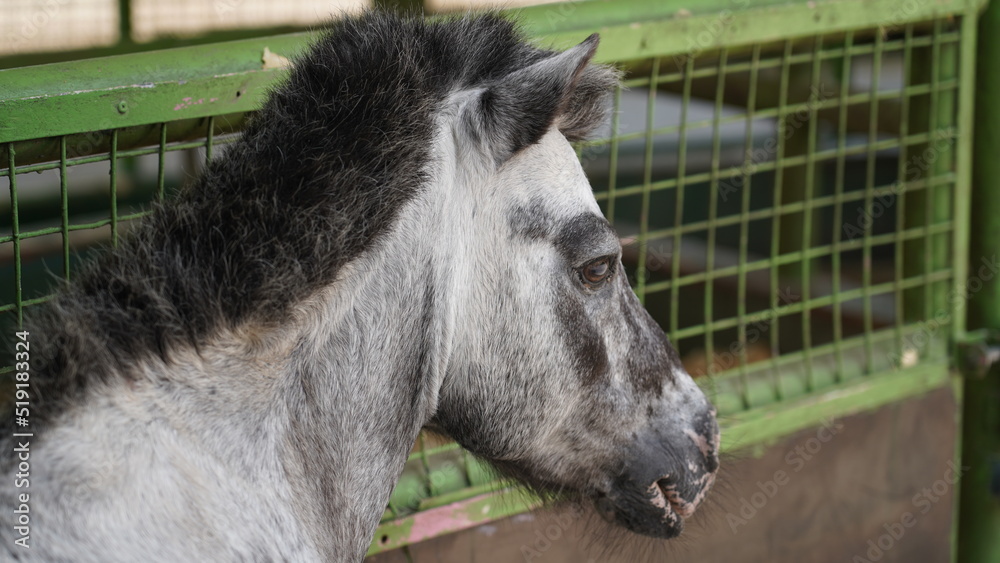 Fototapeta premium closed up of horse 