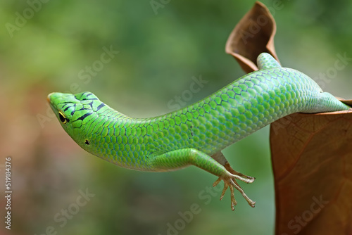 emerald tree skink on a dry leaves