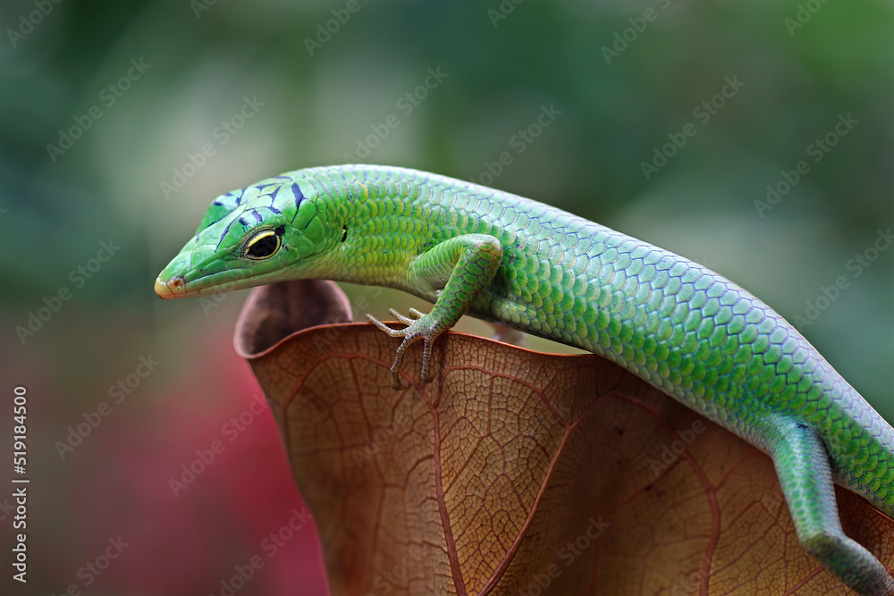 emerald tree skink on a dry leaves