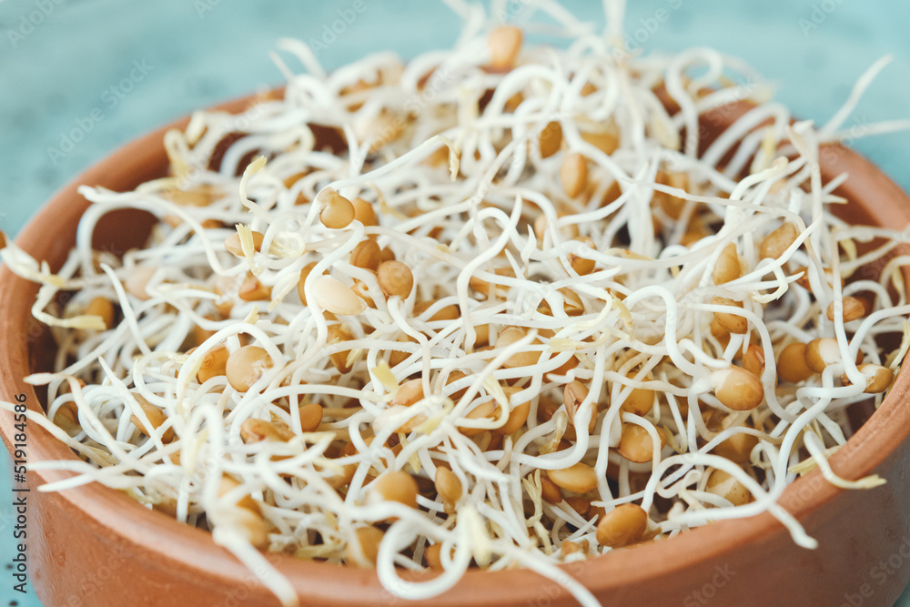 Lentil sprouts in a brown bowl. Close-up. Sprouting seeds, healthy eating. Selective focus.