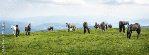 Konstfotografi Lipizzaner