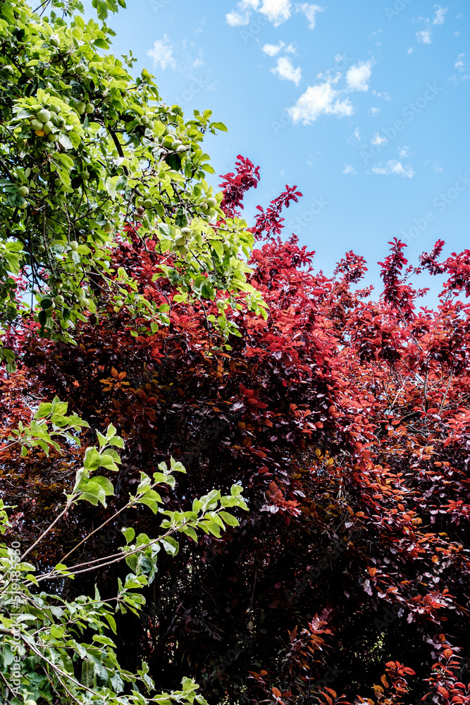 Natural Mixed Red And Green Foilage Against A Blue Sky