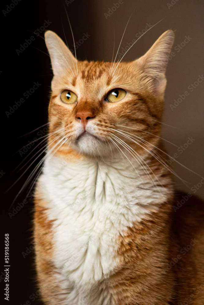 PORTRAIT OF DOMESTIC CAT SITTING PORTRAIT OF DOMESTIC CAT SITTING