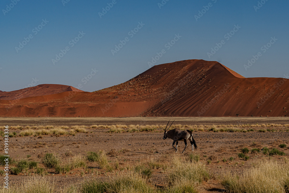 huge sand dunes in the Namib Desert with Oryx antelope trees in the foreground of Namibia huge sand dunes in the Namib Desert with Oryx antelope trees in the foreground of Namibia