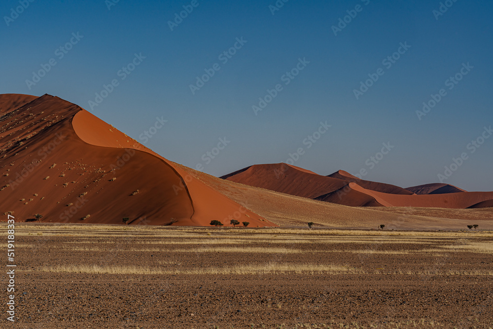 huge sand dunes in the Namib Desert with trees in the foreground of Namibia