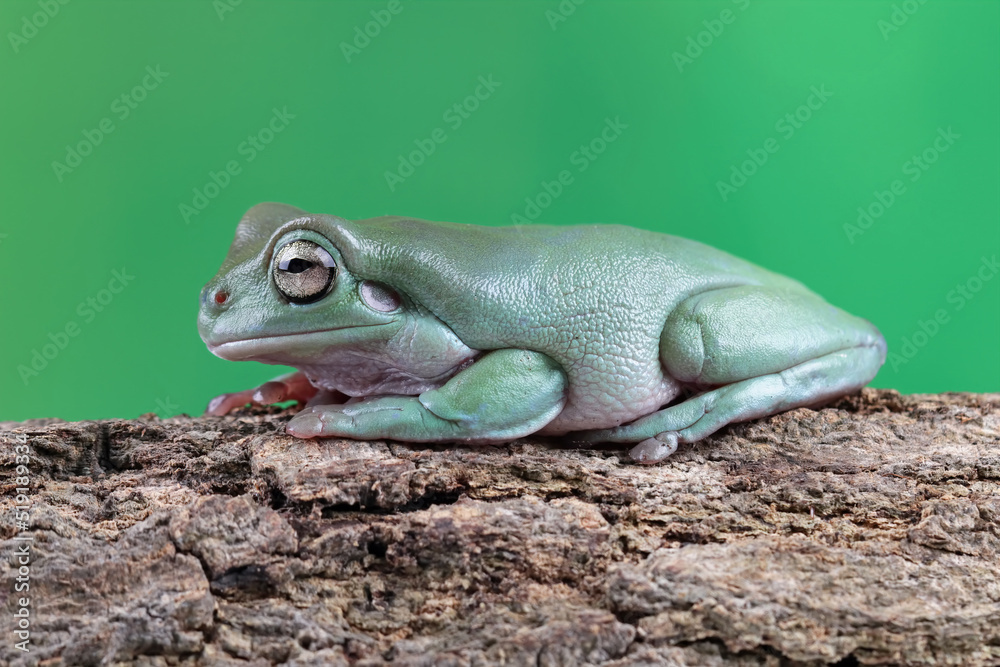 Beautiful tree frog on a wood, dumpy frog Beautiful tree frog on a wood, dumpy frog