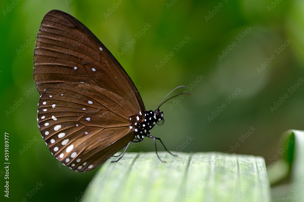 Euploea modesta butterfly on leaf and seen from profile Euploea modesta butterfly on leaf and seen from profile