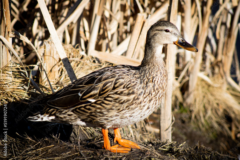 Fotografie Waddle Waddle Duck