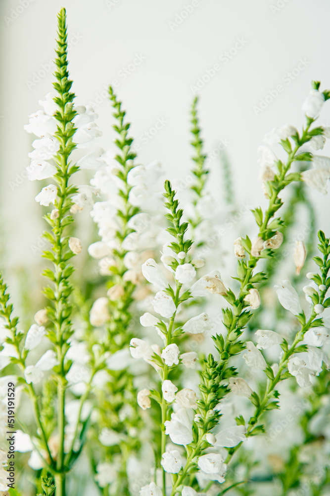 Natural background, small white flowers on a white background.