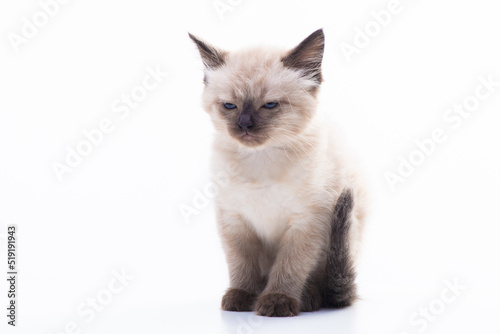 A small Siamese kitten sits frowning with squinted eyes, isolated on a white background