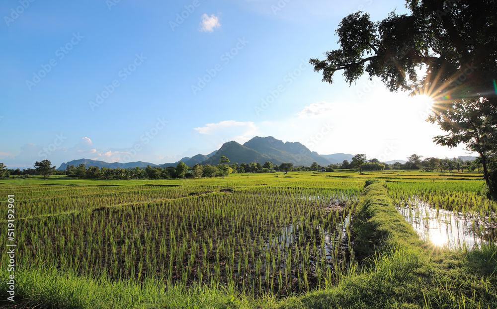 green organic nature farm view with sunseting light in evening time in planting season